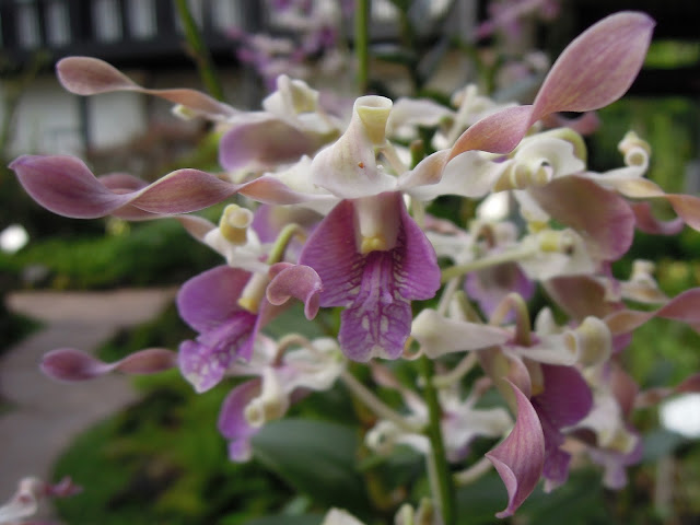 national orchid garden singapore botanic gardens