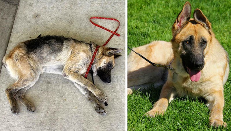 Vita - 16 Before-and-After Photos Of Rescued Dogs Vita - 16 Before-and-After Photos Of Rescued Dogs