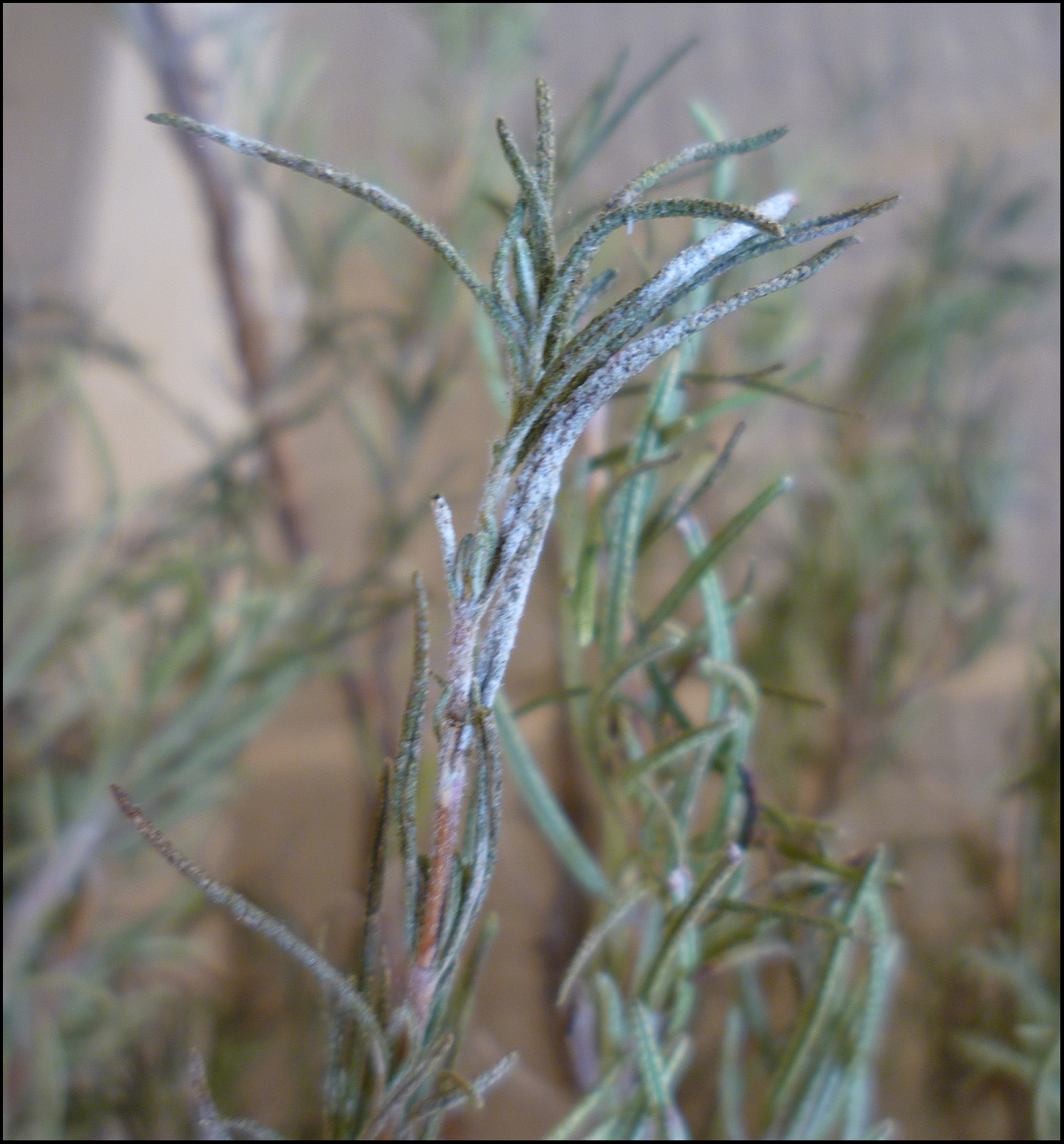 Patio of Pots How to Grow Rosemary in a Container