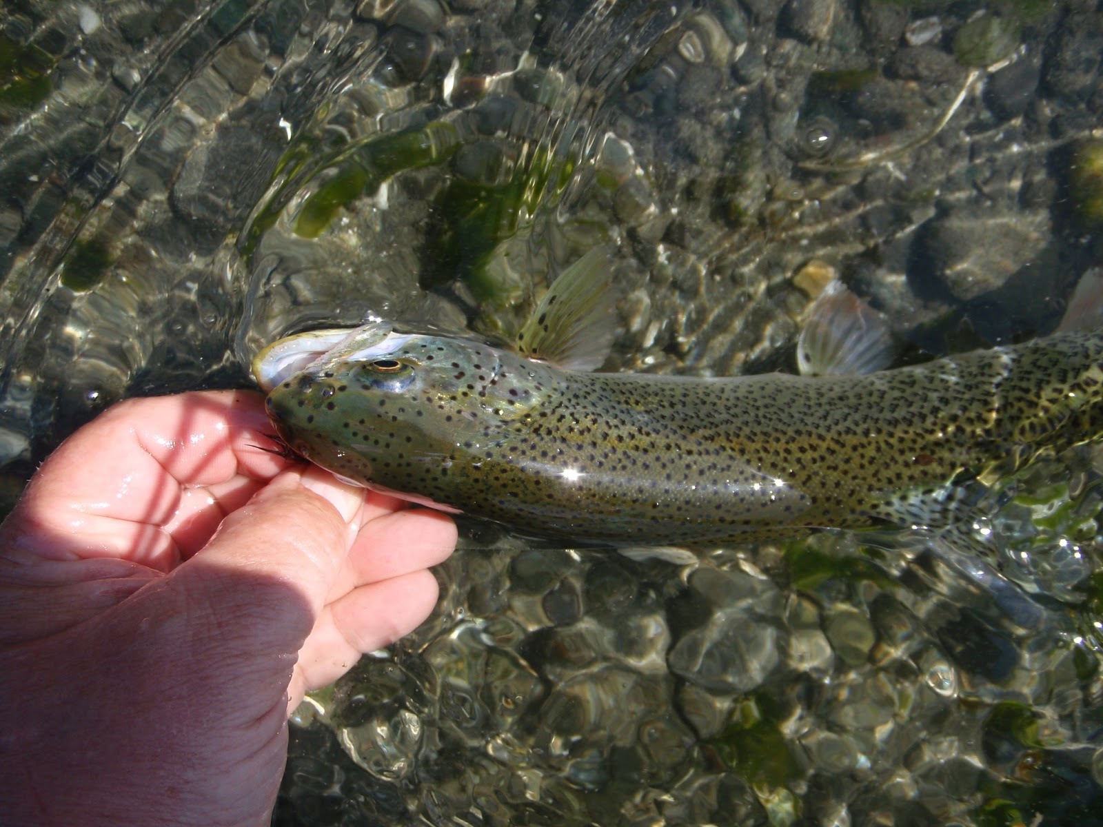 washington fly fishing Sea Run Coastal Cutthroat Trout 101