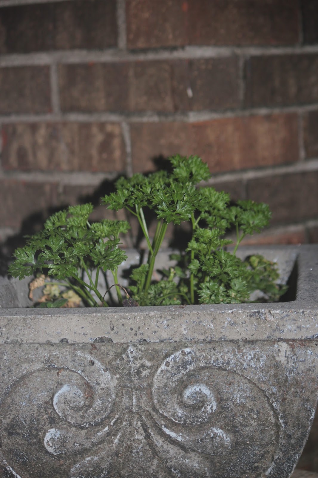 Starting an Herb Garden in FL