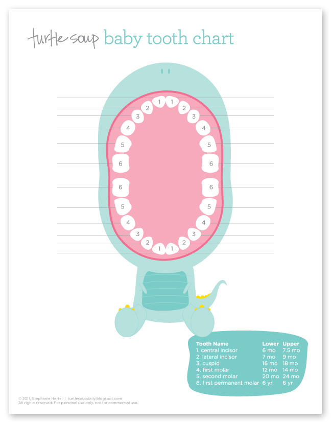 teething chart babies