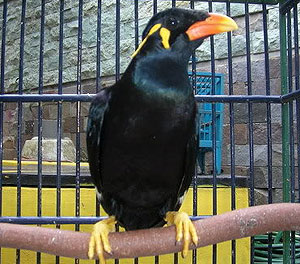 Dobol Katola Beo Nias Yang Hampir Punah