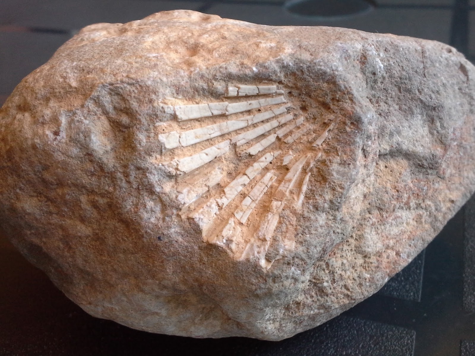 Humbert Sanz El cuento, científicamente probado, de la yaya Concha