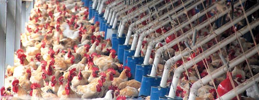 接種H5N1疫苗 無法預防H5N2病毒