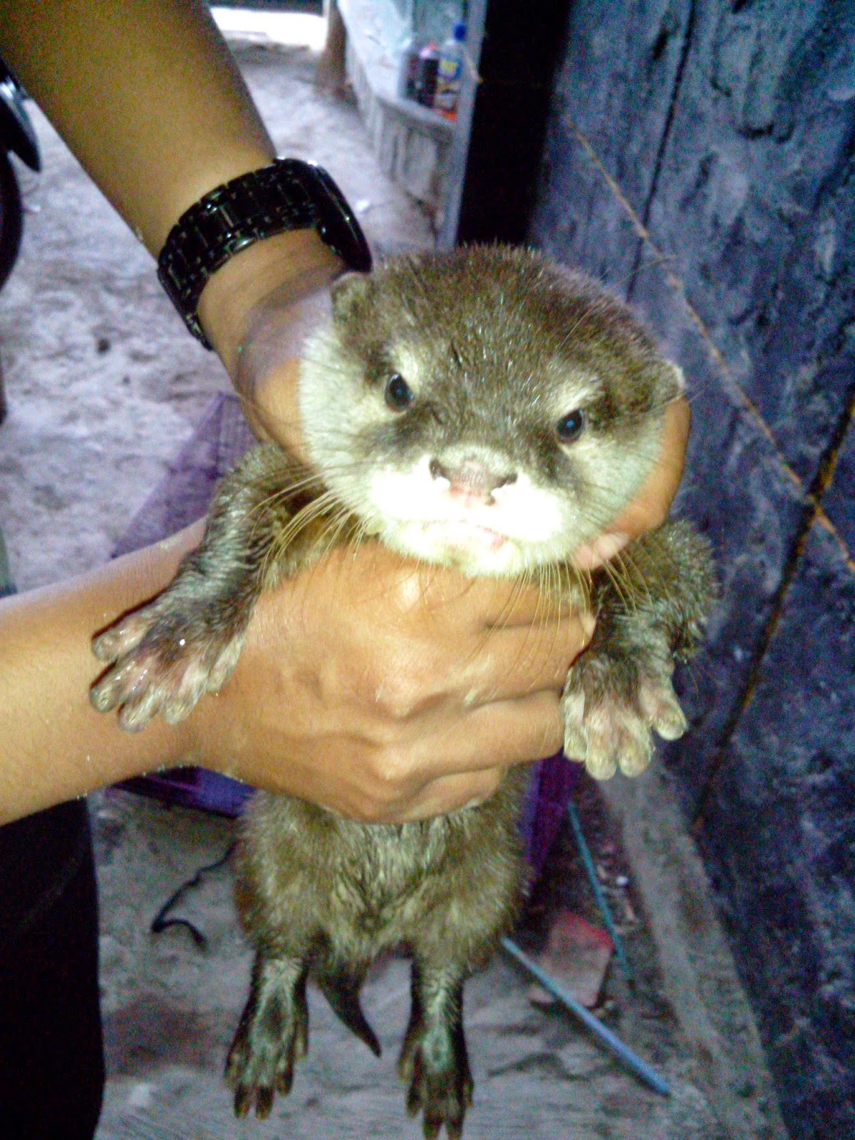 Dhimas Clemang Clemong Cara Merawat Otter Baby