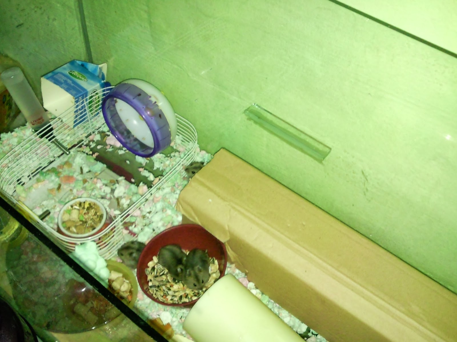Hamsters from Jurong Updates on Jurong Hamsters in 2.5ft Fish Tank