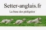 Setter-Anglais.fr