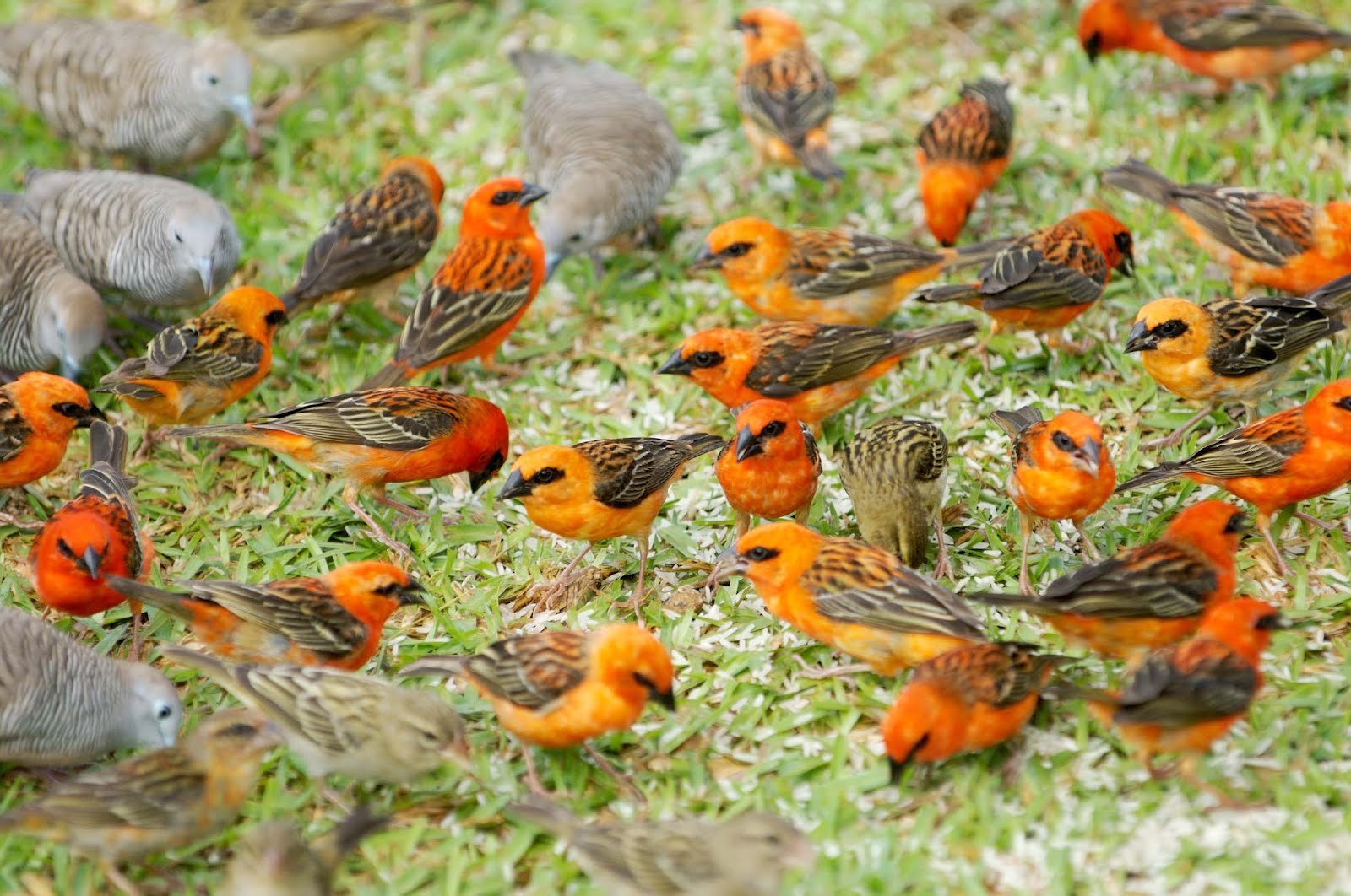 BEAUTY OF WILDLIFE: Finches and Sparrows an Identification Guide For