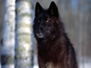 Black Wolf Wallpapers