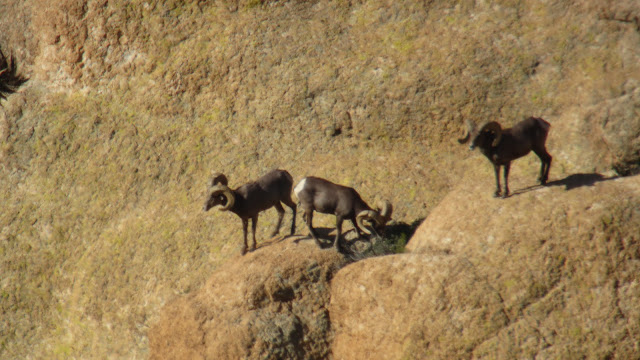 Desert+Bighorn+Sheep+Hunting+Pictures+with+Jay+Scott+Outdoors+6.JPG