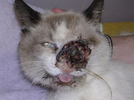 Can Ferral Cats Make My Dog Sick Can Ferral Cats Make My Dog Sick