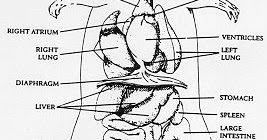 Biology stpm experiment 1 image