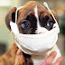 Mira los problemas respiratorios en perros