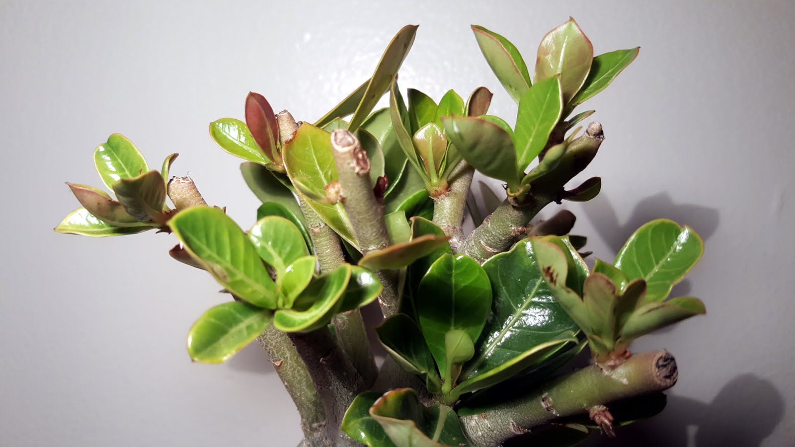 Bonsai Misadventures Desert Rose Succulent Bonsai Adenium Obesum Bonsai Misadventures Desert Rose Succulent Bonsai Adenium Obesum