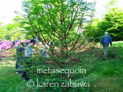 Metasequoia Dawn Redwood in May, Port Credit BRG East Garden. Dawn redwood metasequoia greening up in late Spring, BRG east garden, Port Credit, Ontario.