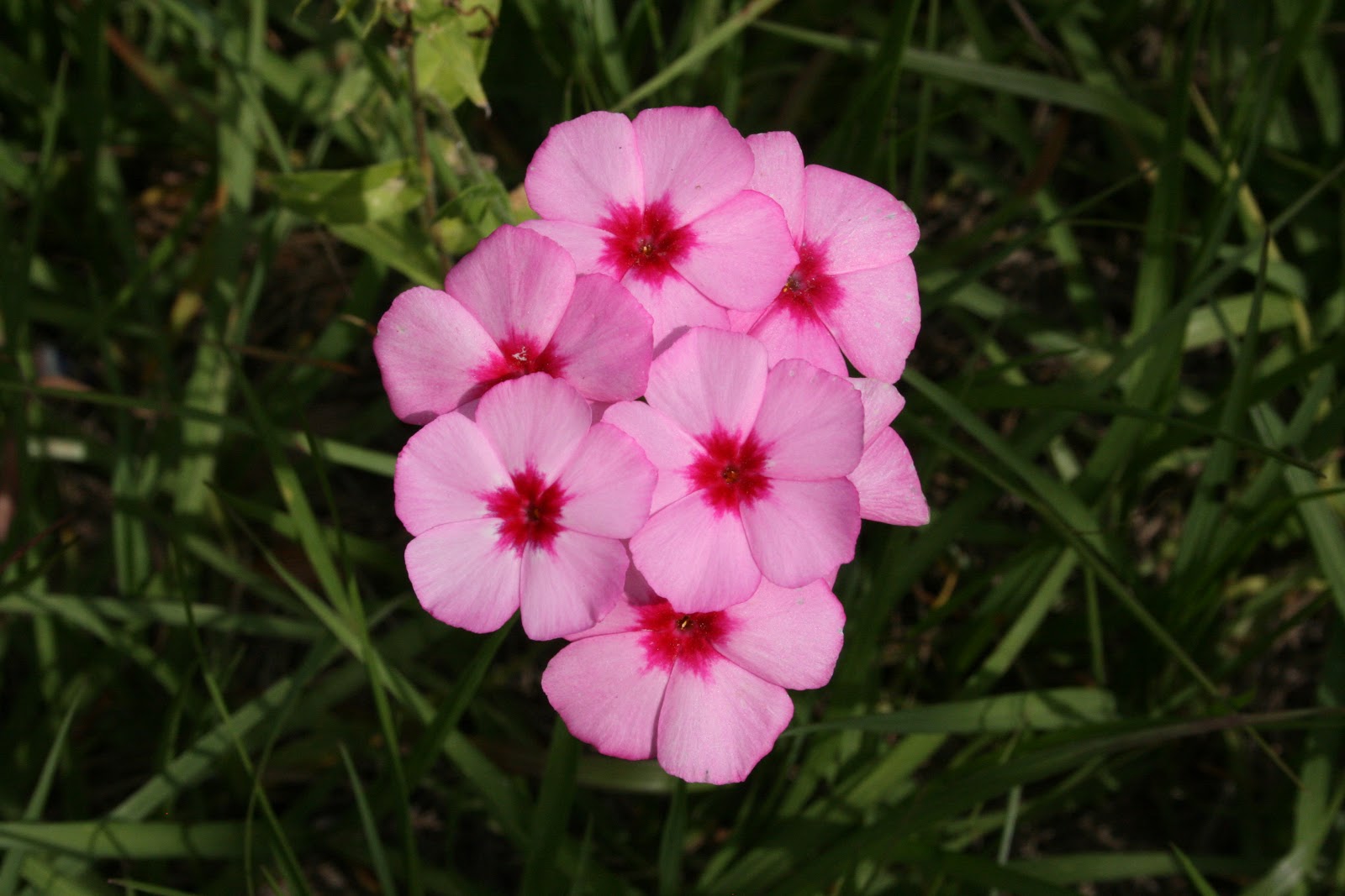 Native Florida Wildflowers Roadside (Annual) Phlox Phlox drummondii