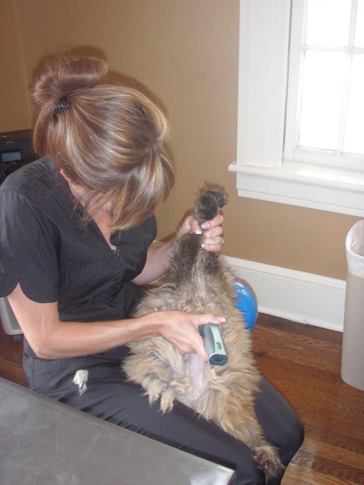 Nose 2 Tail Pet Care Latest News Cat Grooming School Day 3