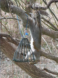squirrel
