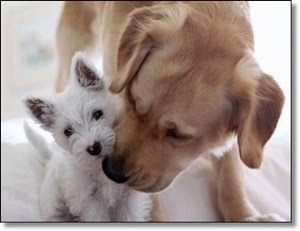 Dogswell Vitality Dog Food Recall Dogswell Vitality Dog Food Recall