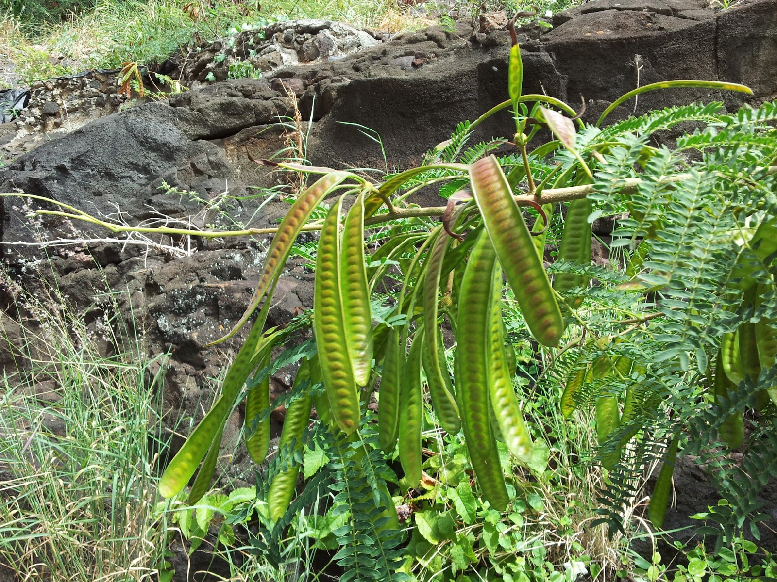 Enlightenmeindia The Mighty Haole!!! (haole koa that is)