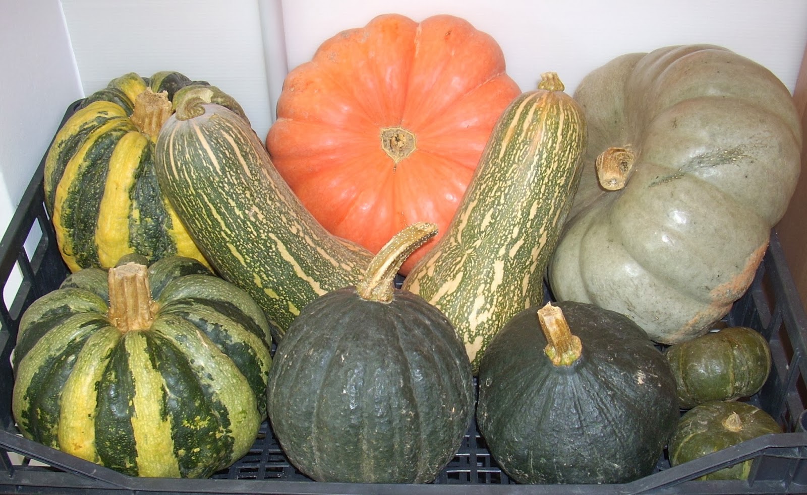 Zia Marta: Zucche, Zucchine, Zucchette