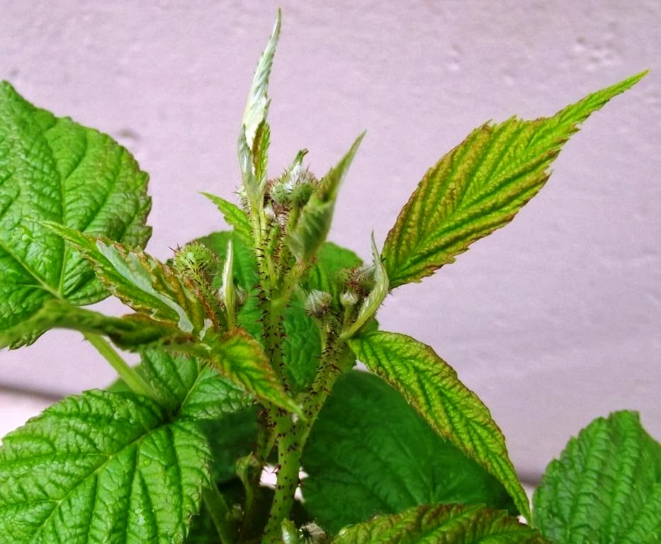 Roots 'n' Shoots Raspberry How to Grow Fruit of the Month