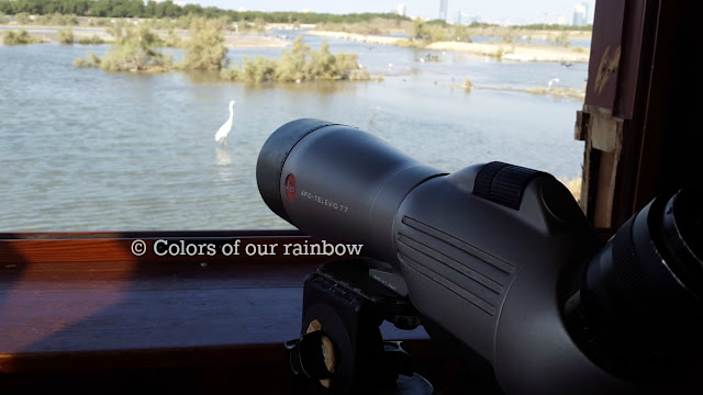 Ras al Khor Wild life Sanctuary and Zabeel Palace Gardens: Flamingos and Peacocks : @http://colorsofourrainbow.blogspot.ae/