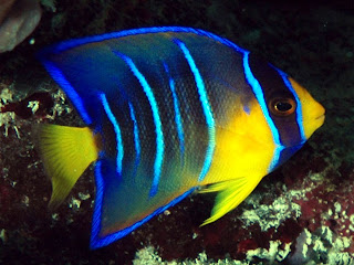 Angelfish Animal Pictures