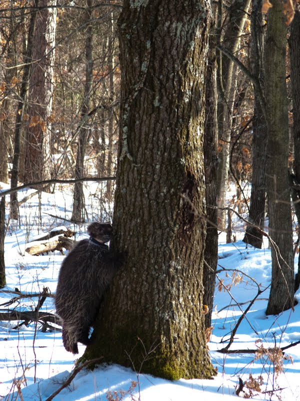 Magic Light Photography Porcupine Hunting Learning About Your Subject