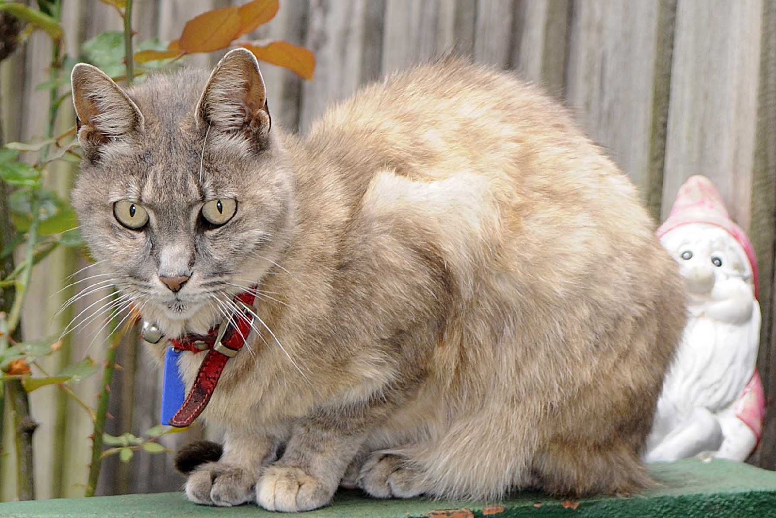 Small Animal Talk Three things I learned renal disease in companion