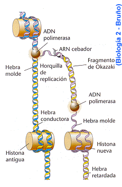 cantidad de cadenas del adn pedro aviles unidad 4 cantidad de cadenas del adn pedro aviles unidad 4