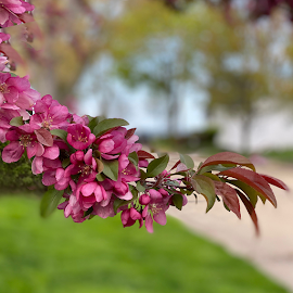 Nature's showing off! Gorgeous blossoms on the way to the beach.