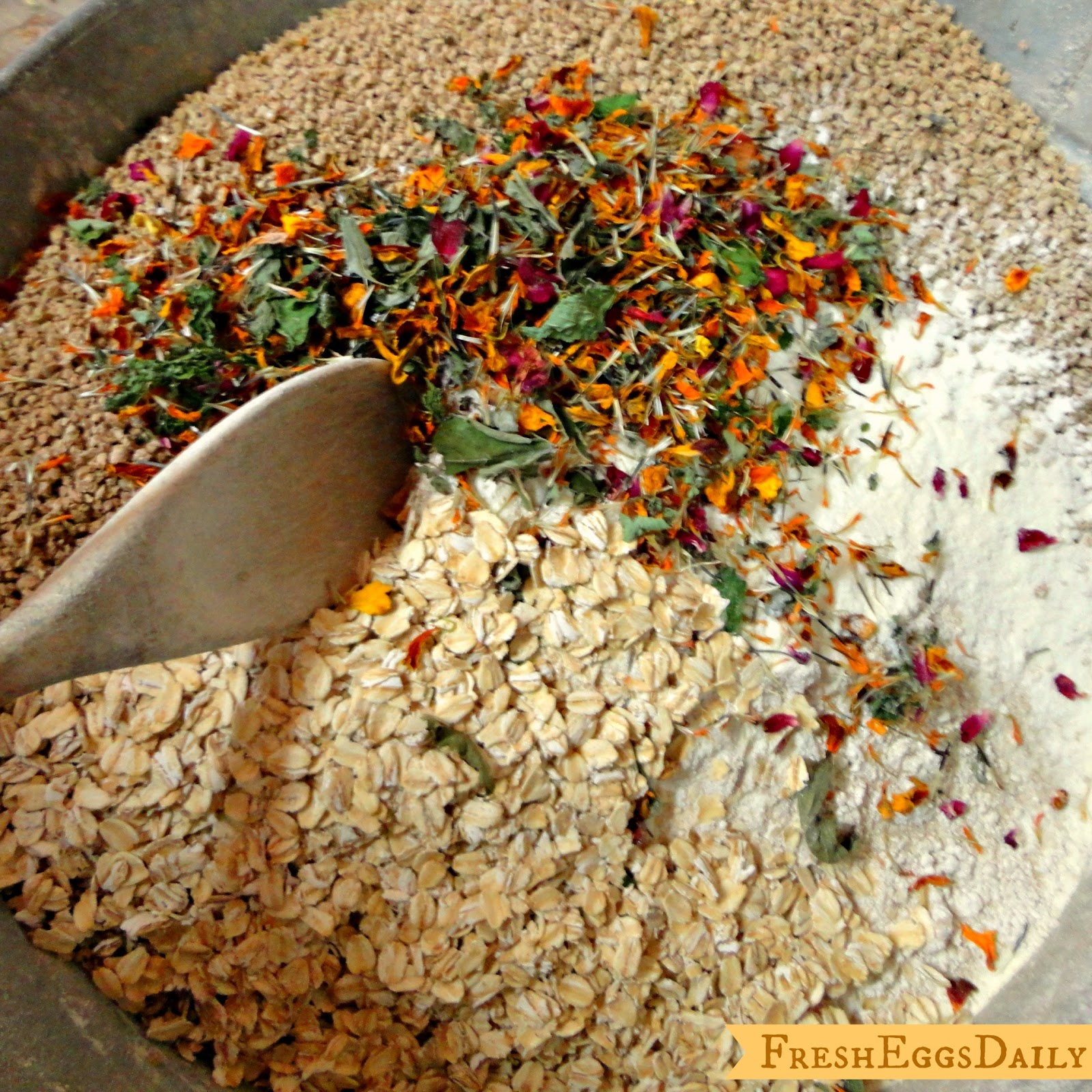 Adding Dried Herbs to your Chicken Layer Feed Fresh Eggs Daily®