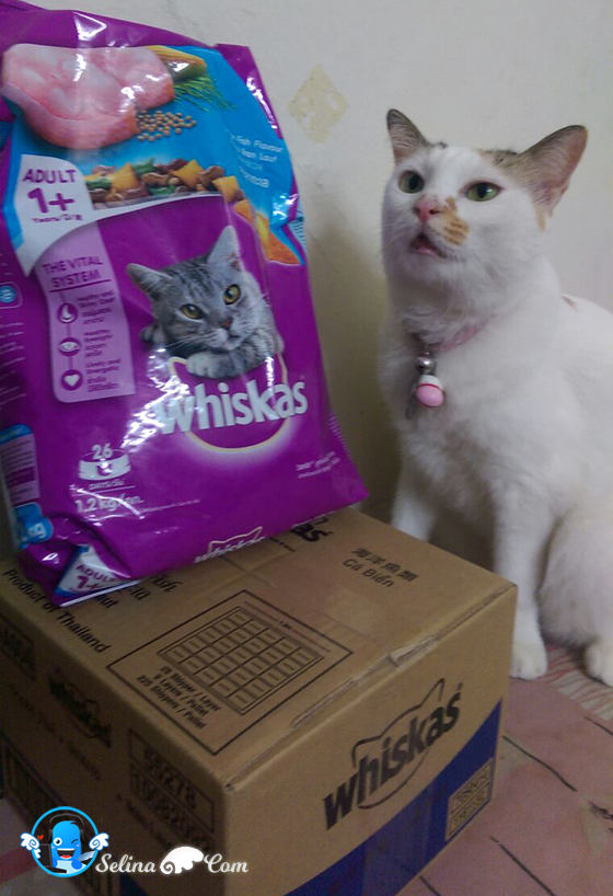 Whiskas Dry Cat Food Whiskas Dry Cat Food