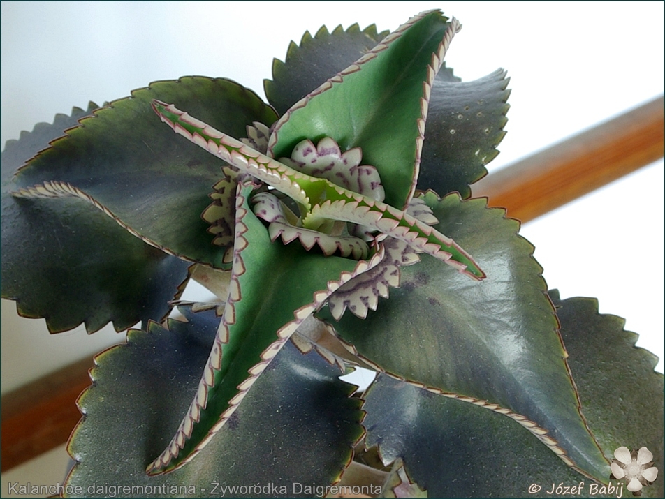 Kalanchoe daigremontiana - Żyworódka Daigremonta liście