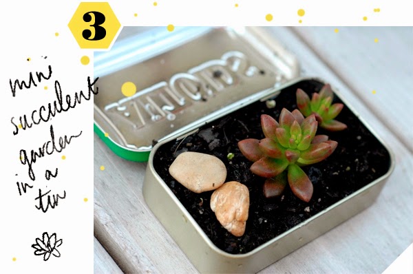 DIY Mini Succulent Gardens - in an old tin!