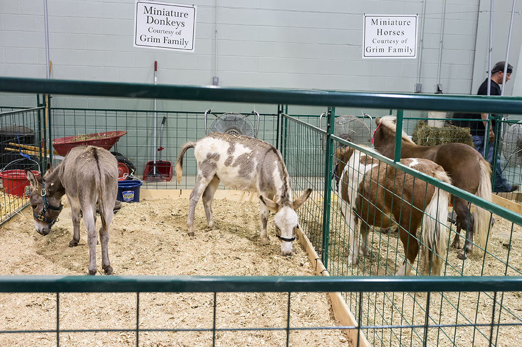Miniature Donkeys and Horses at the York Fair