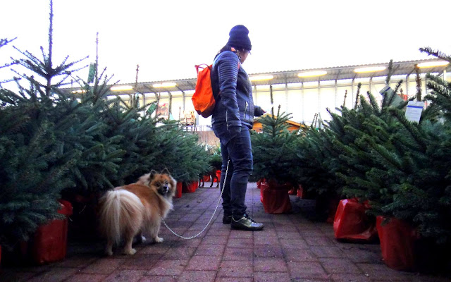 barney gets a real christmas tree