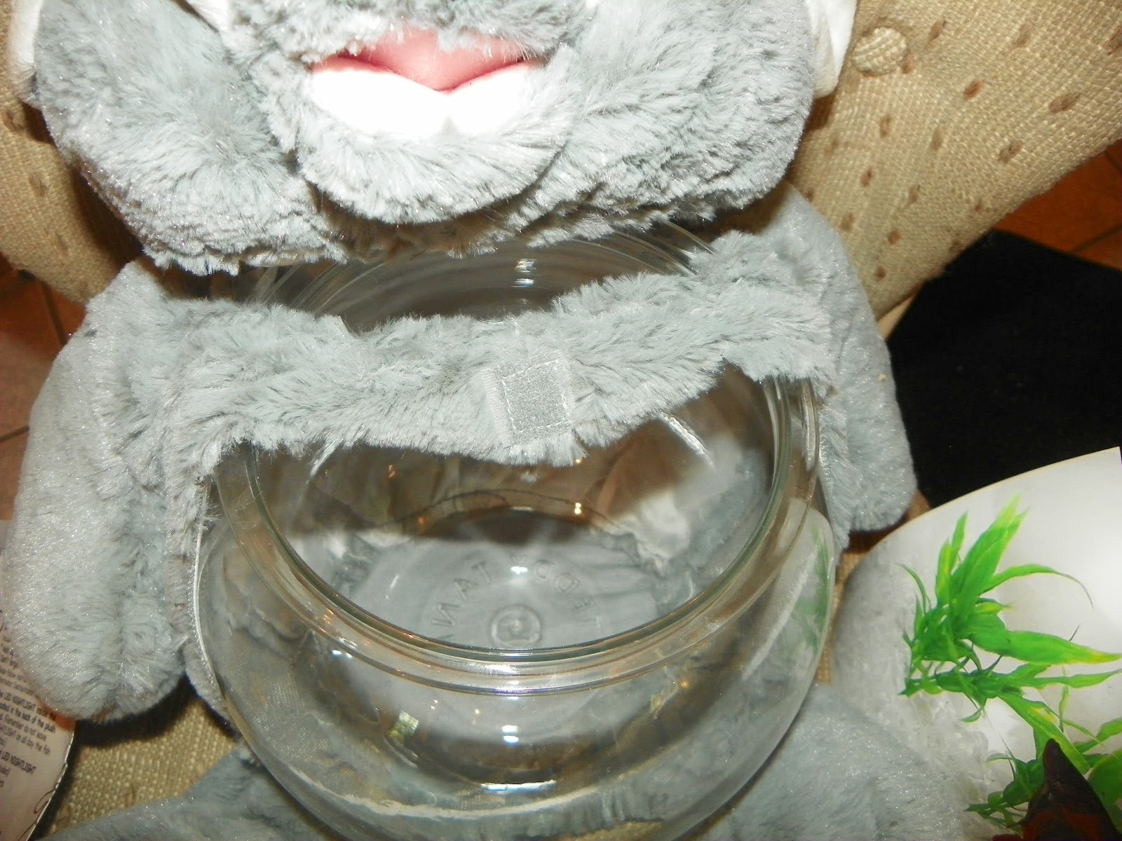 Meet The Most Unique Fish Tank Out There! The Review Stew