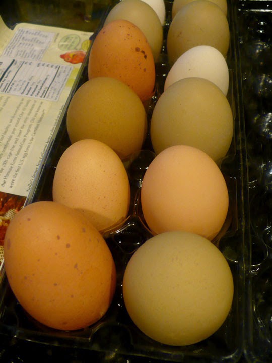 The Enchanted Tree Meet Ollivander my new olive egg layer.