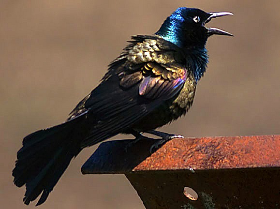 common grackle female. hold Common Grackles in