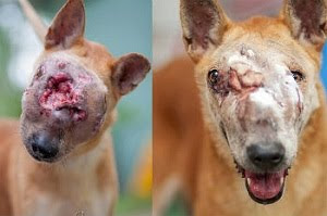 female mongrel wander in singapore abused has been put to sleep. Animal care in singapore. pet care centre in singapore. abused dog center