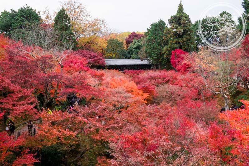 Autumn in Tofukuji
