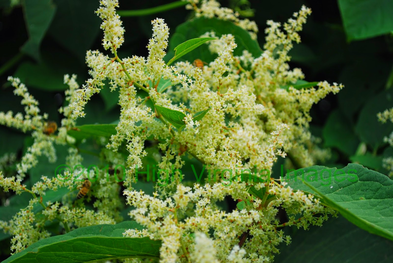 High Virginia Outdoors West Virginia Invasive Species Strategic