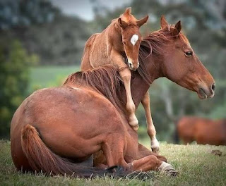 cria y reproduccion de caballos