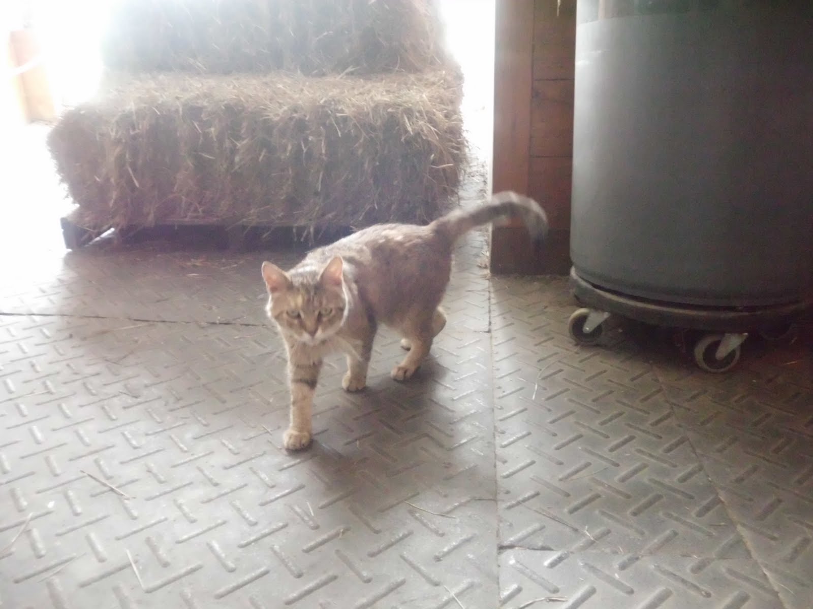 A Kitty