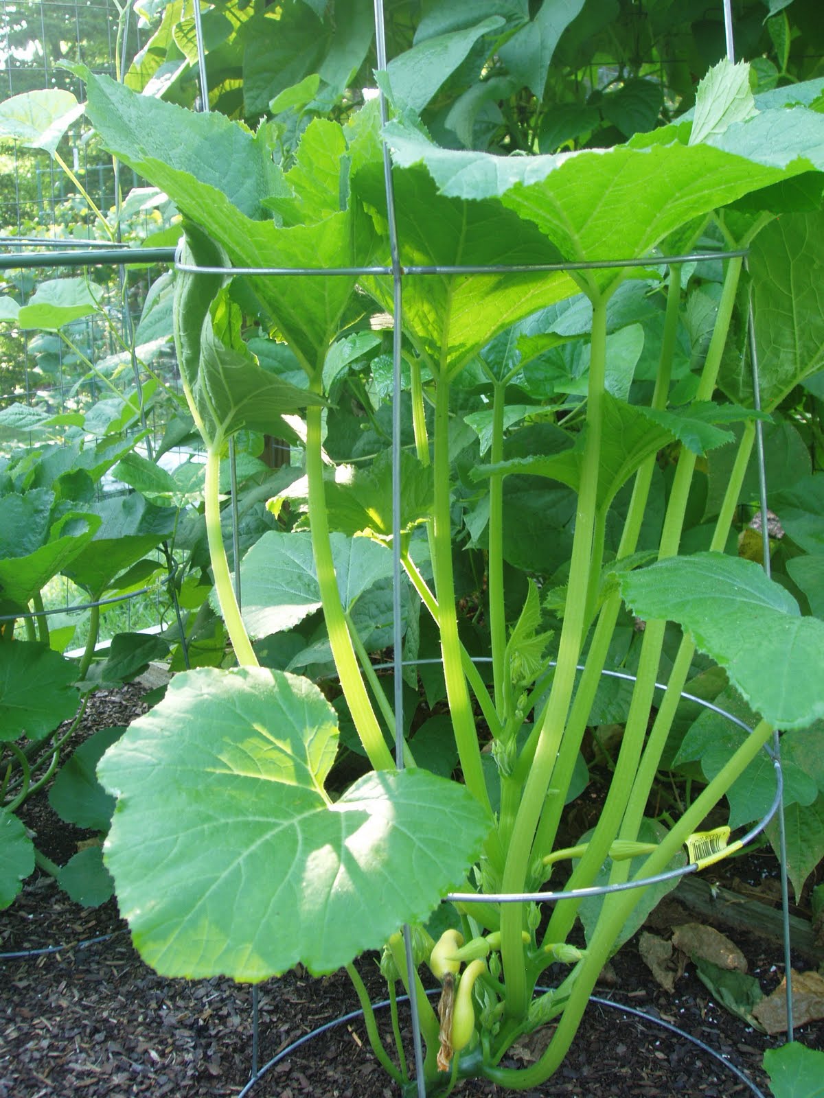 Clever, Crafty, Cookin' Mama Growing Zucchini in Small Spaces