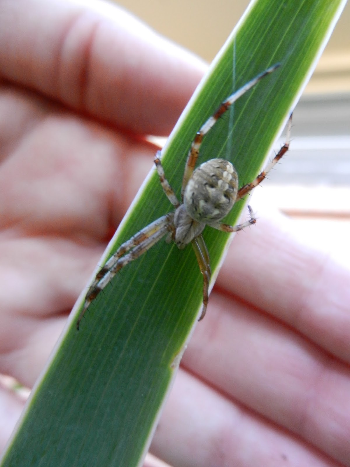 garden orb weaver pic garden orb weaver pic