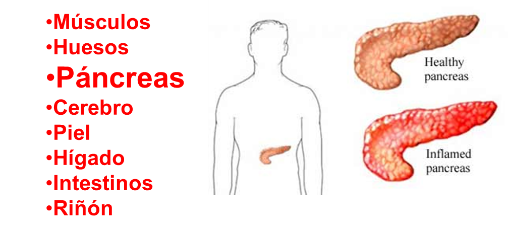 NUTRICIÓN PARA CÉLULAS MADRE, LA MEJOR ALTERNATIVA PARA NUTRICIÓN PARA CÉLULAS MADRE, LA MEJOR ALTERNATIVA PARA